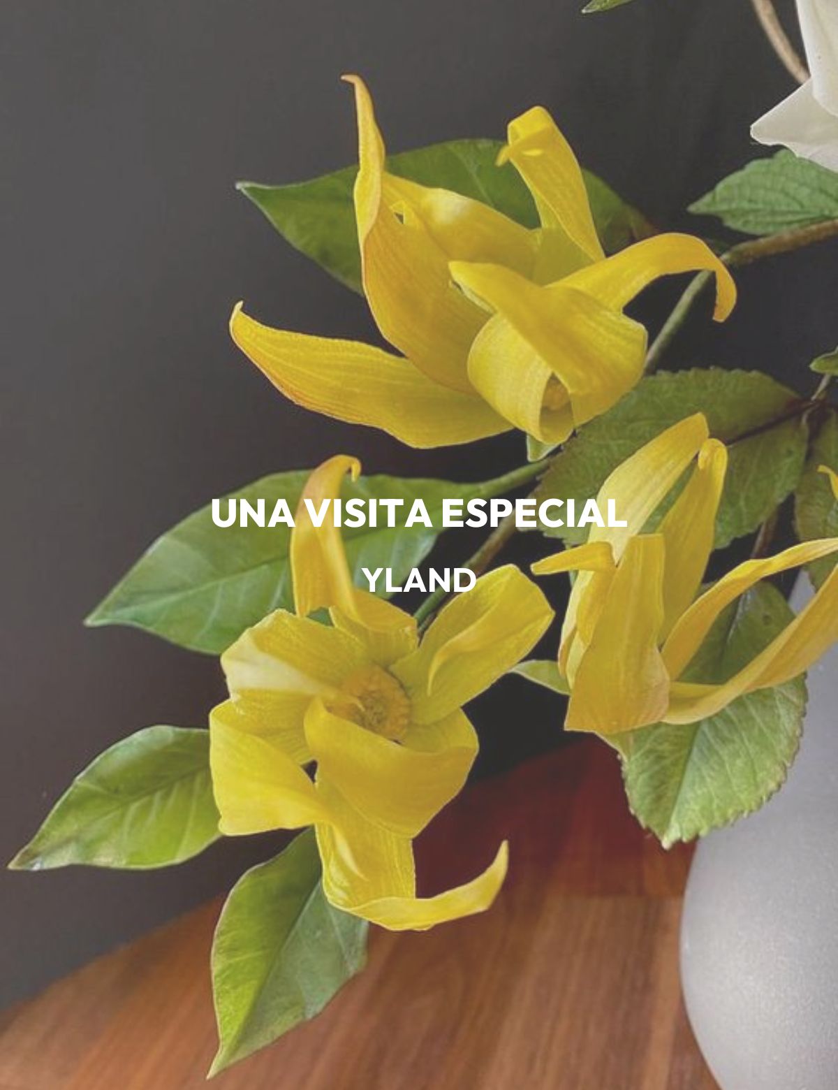 HOME SPRAY UNA VISITA ESPECIAL